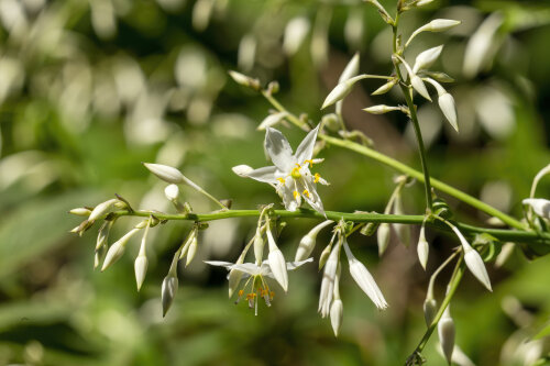 Arthropodium Cirrhatum 'Matapouri Bay'